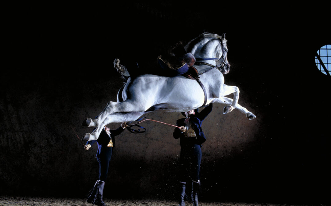 Real Escuela Cruise Experience