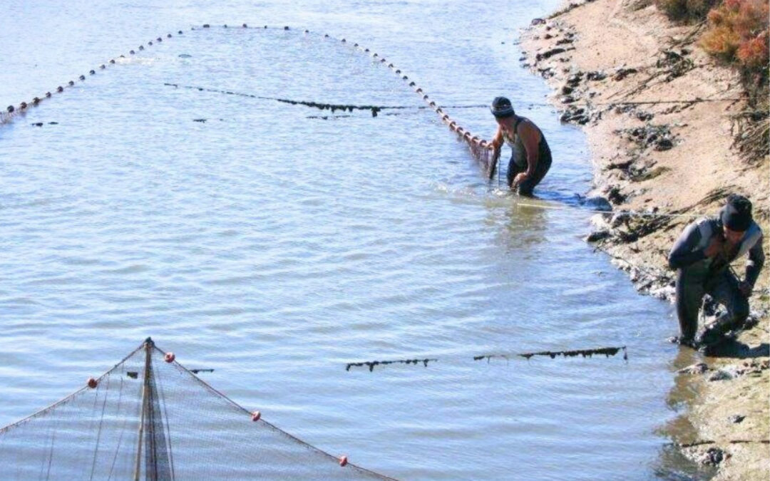 Granja marina. Despesque centenario.