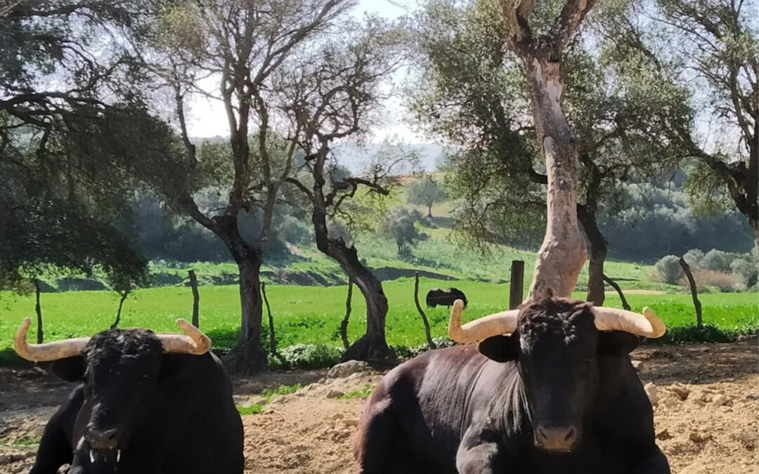 El toro bravo en libertad. Elegancia y pasión.